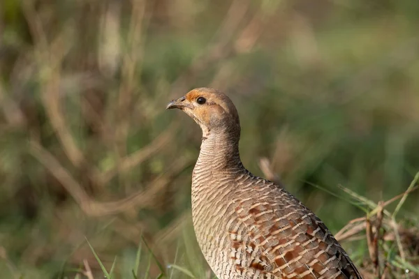 Gros Plan Grey Francolin — Photo