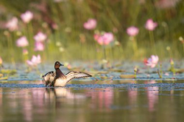 Nilüfer çiçekli Ferruginous ördeği