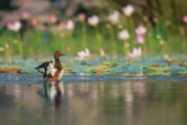 Nilüfer çiçekli Ferruginous ördeği