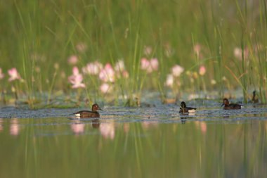 Nilüfer çiçekli Ferruginous ördeği