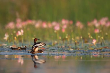 Nilüfer çiçekli Ferruginous ördeği