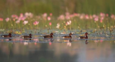 Nilüfer çiçekli Ferruginous ördeği