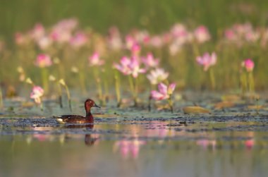 Nilüfer çiçekli Ferruginous ördeği