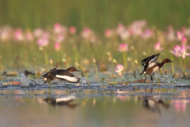 Ferruginous ördeği kalkıyor.