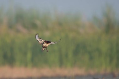 Ferruginous ördeği sulak bölgeye iniyor.