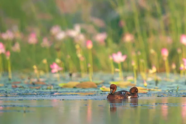 Ferruginous Duck Lotus Flowers — Stock Photo, Image