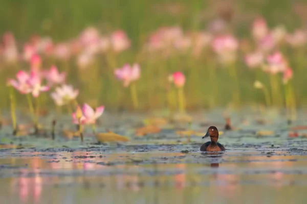 Ferruginous Duck Lotus Flowers — Stock Photo, Image