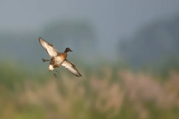 Atterrissage Canards Rouilleux Dans Les Zones Humides — Photo