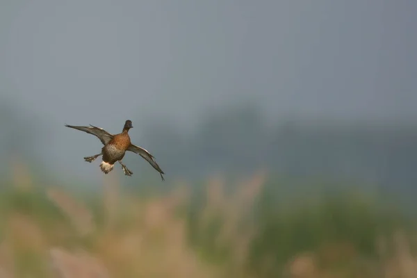 Ferruginous Duck Landing Wetland — Stock Photo, Image