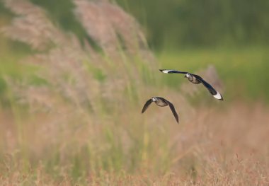 Pamuk pigme kaz uçuyor 