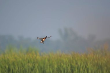 Ferruginous ördeği sulak bölgeye iniyor.