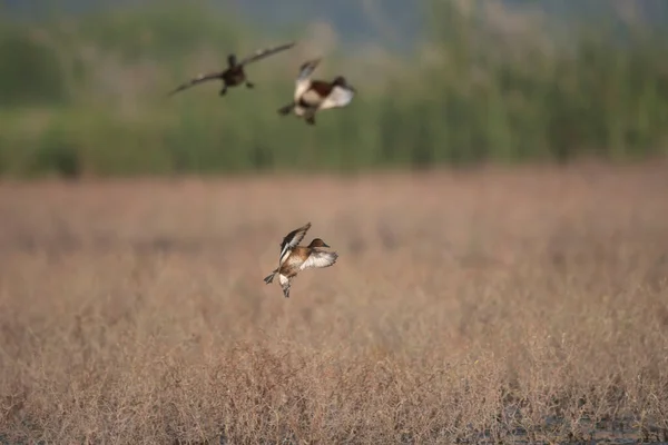 Ferruginous Duck Landing Moetland — Stock fotografie