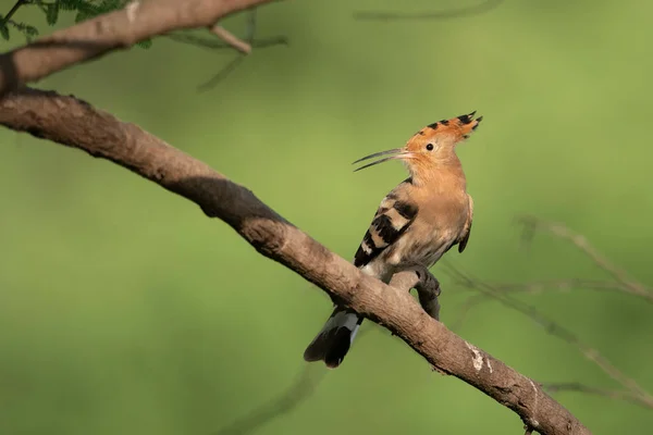 Hoopoe Bird Perch — Stock Photo, Image