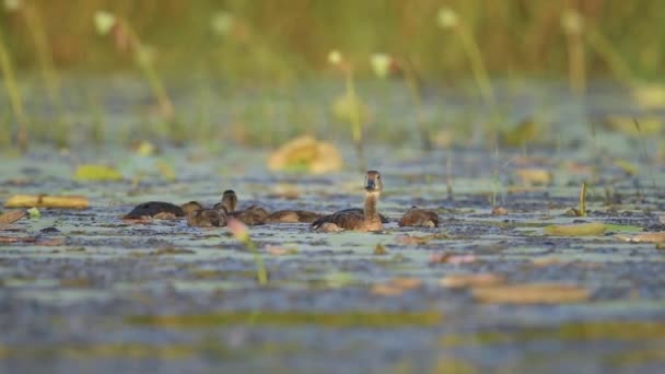 Pfeifende Entenfamilie Füttert Teich — Stockvideo