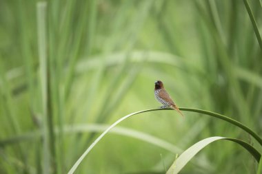 Pullu göğüslü Munia, güneş ışığı altında sazlığa tünemişti..