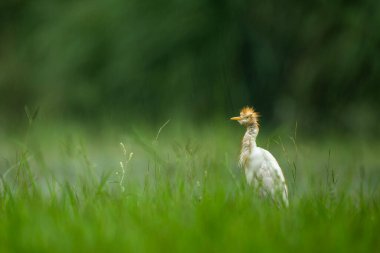 Sersemletici sığır balıkçıl kuşu yemyeşil açık alanda yağmura dayanır..