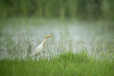 Yağmurla ıslanmış yeşil doğal yaşam alanında tek başına duran zarif sığır balıkçıları..