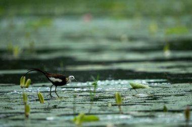 Güzel Sülün kuyruklu Jacana yağmurlu muson yağmurları sırasında sulak gölette.