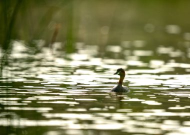 Küçük su kuşu Küçük Grebe, sakin gölette yavaşça süzülüyor..