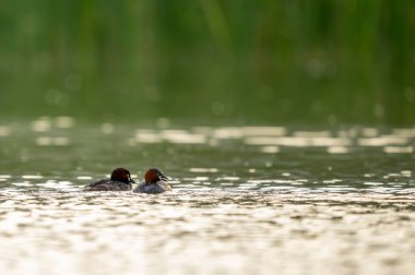 Küçük Grebe çifti tatlı su göletinde huzur içinde yüzer..