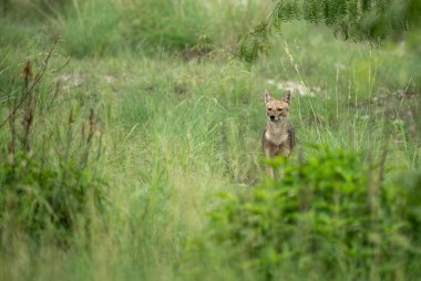 Doğal çim tarlasında çakal dikkatle çevreyi izliyor..