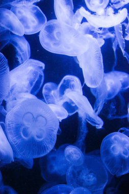 jellyfish, sea, medusa, undersea, diaphanous, blue, water, nature, underwater, tentacles, transparent, light, swim, water park, jelly-like, twinkling clipart