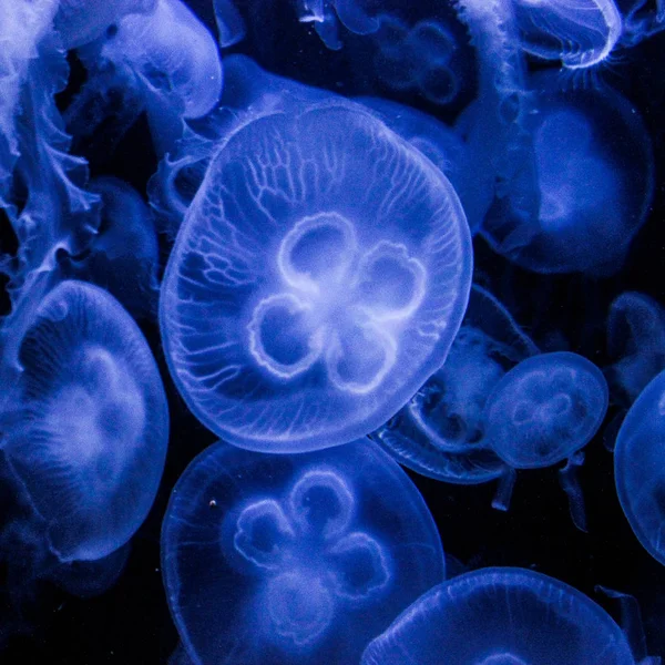 denizanası, deniz, medusa, denizaltı, donuk, mavi, su, Doğa, su altında park, Berlin, jöle gibi pırıltı tentacles, şeffaf, açık, yüzme, su