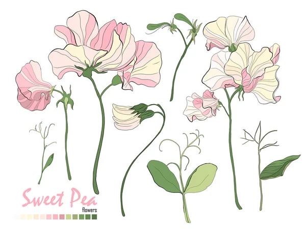 Blumensträuße, Zweige, rosa Erbsen und Blätter isoliert auf weiß. — Stockvektor