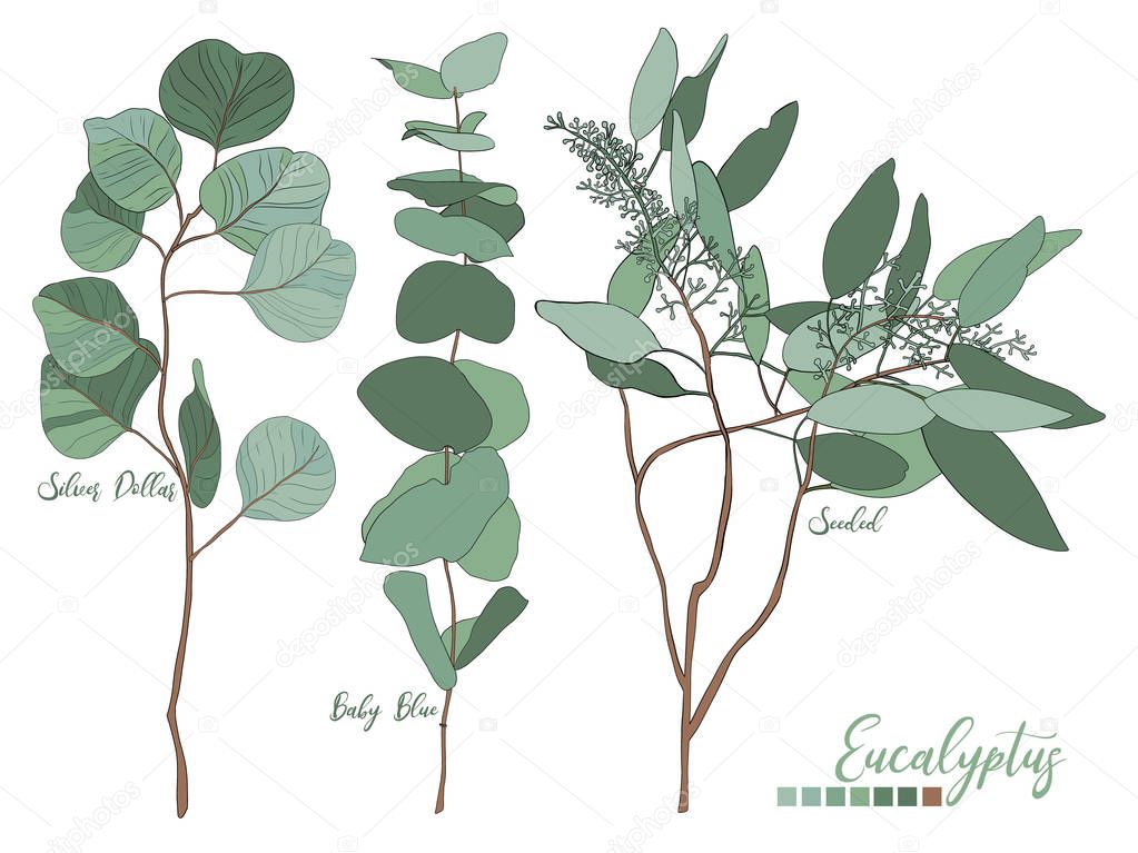 Eucalyptus seeded, silver dollar, baby blue tree leaves