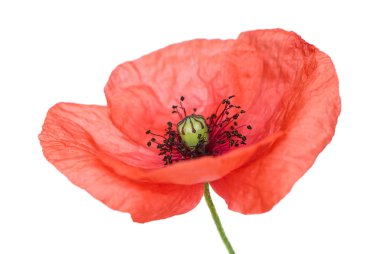 Beyaz arka plan üzerinde haşhaş çiçek