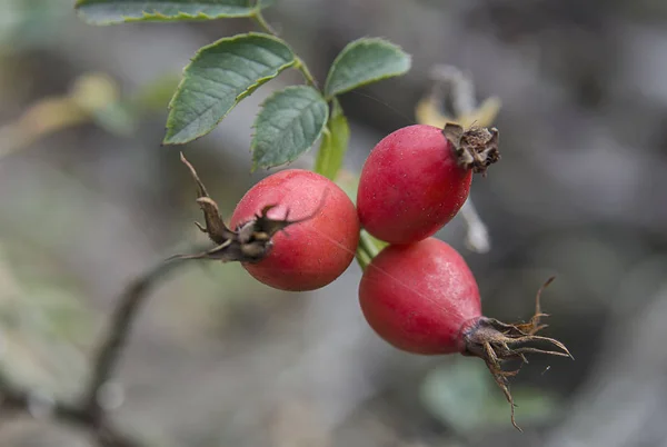 Red Briar Berries Branch Cluseup — Stock Photo, Image