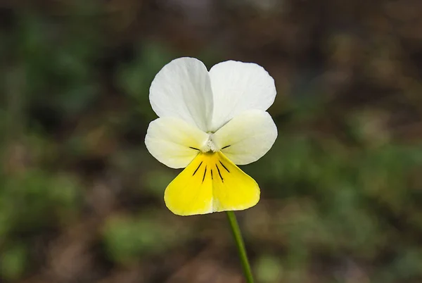 Bela Flor Pansy Fundo Marrom Desfocado Close — Fotografia de Stock