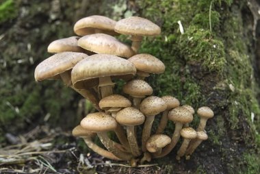 Tatlım agaric mantar yeşil yosun içinde kabilelerin