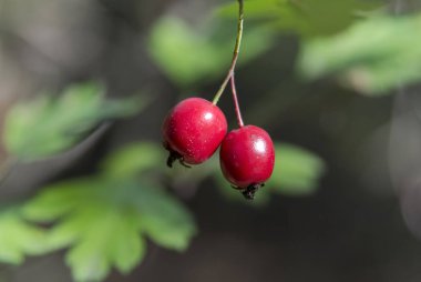 Çilek alıç bulanık adam üzerinde