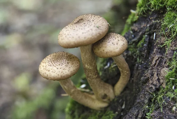 Tatlım agaric mantar (Armillaria mellea) bir ağaç gövdesi