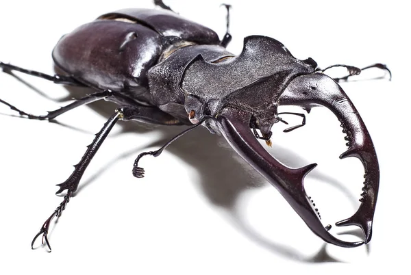 Stag Beetle Białe Tło Zbliżenie — Zdjęcie stockowe