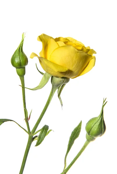 Rosa Amarilla Con Brotes Aislados Sobre Fondo Blanco —  Fotos de Stock