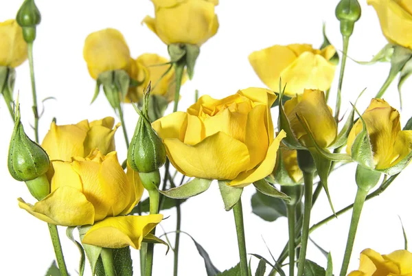 Muchas Rosas Amarillas Sobre Fondo Blanco —  Fotos de Stock