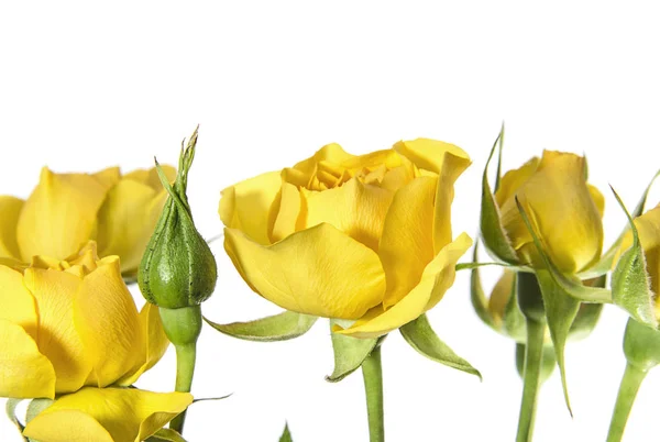 Varias Rosas Amarillas Sobre Fondo Blanco —  Fotos de Stock