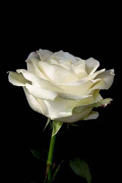 Brote floreciente de rosa blanca sobre un fondo oscuro —  Fotos de Stock