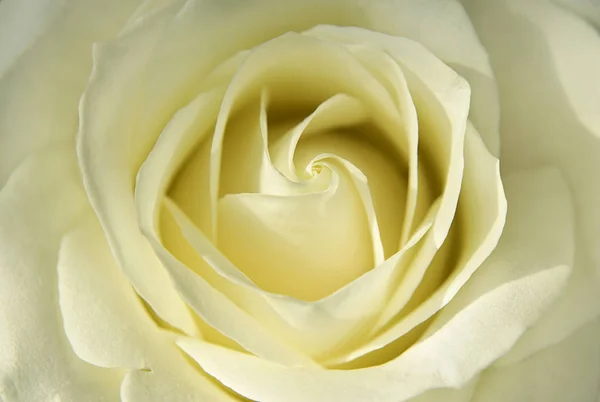 Brote floreciente de rosa amarilla clara de cerca —  Fotos de Stock