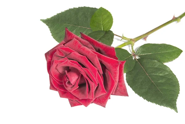 Hermosa rosa roja en la superficie blanca —  Fotos de Stock