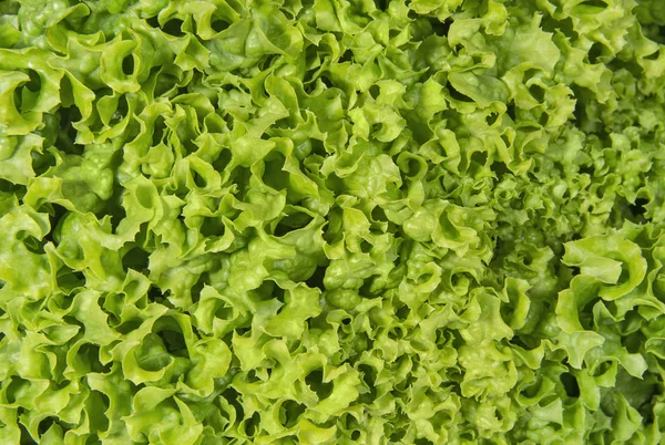 Friss salátával közelről háttér — Stock Fotó