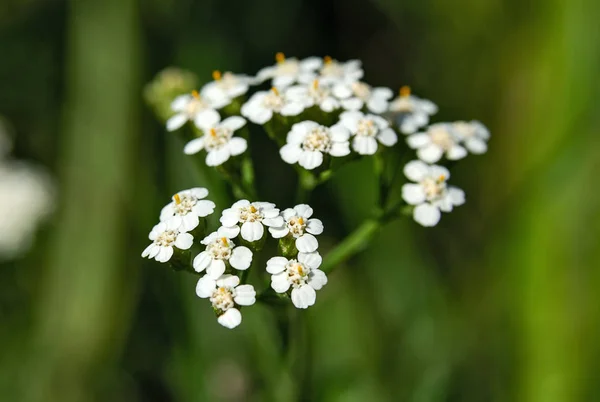 Malé bílé květiny na rozmazané zelené pozadí — Stock fotografie