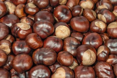 At kestanesi arka planı