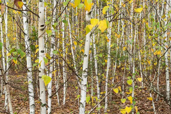 Grove of young birch trees — Stock Photo, Image