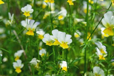 Bulanık arka planda renkli nonoşlar. Çiçekler ve bitkiler