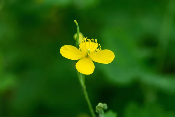 Flor Celandina Amarela Sobre Fundo Verde Desfocado Fundos Florais — Fotografia de Stock