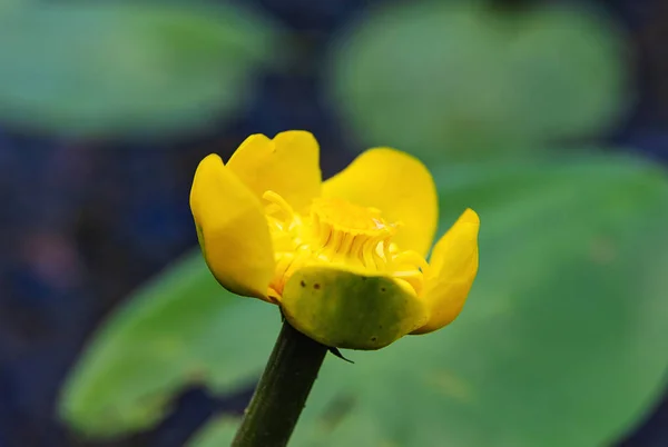 Seerose Nenuphar Auf Verschwommenem Hintergrund Blumen Und Pflanzen — Stockfoto