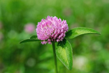 Açık pembe yonca çiçeği yaklaş. Çiçekler ve bitkiler